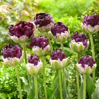 Tulip - Wow - GIGA Pack! - 250 pcs