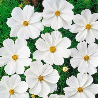Cosmos Sensation - blanco - variedad de bajo crecimiento - semillas (Cosmos bipinnatus)