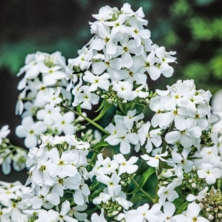 Vrtna nočnica - bela - semena (Hesperis matronalis)