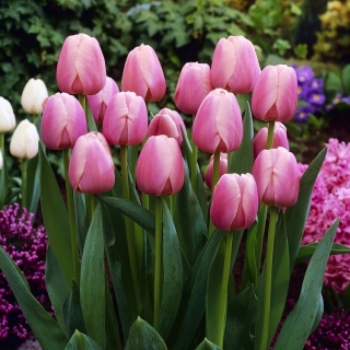 Tulipán - Ollioules - 5 květinových cibulek