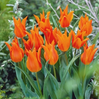 Lilijasti tulipan "Orange" - 5 čebulic