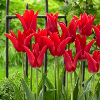 Tulipán - Moneymaker - 5 květinových cibulek