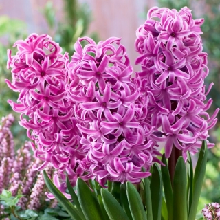 Hyacint - Paul Hermann - 3 květinové cibule