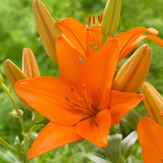 Azijska lilija "Orange Ton"