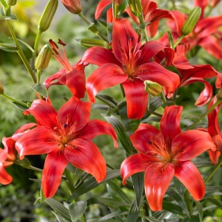 Asiatic Lily - Red County - GIGA Pack! - 50 pcs.