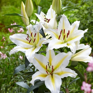 Lily - Baferrari - Oriental, Fragrant