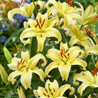 Dwarf Oriental Lily - Gold Fever