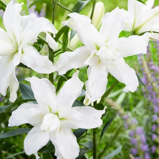Lilie - „Lotus Beauty“ - orientalisch, gefüllt