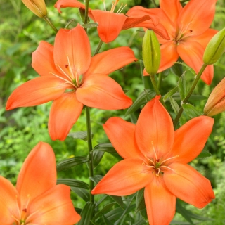 Asiatic Lily - Easy Love - Large Pack! - 10 pcs.