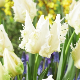 Tulipán - Agrass Parrot - 5 květinových cibulek