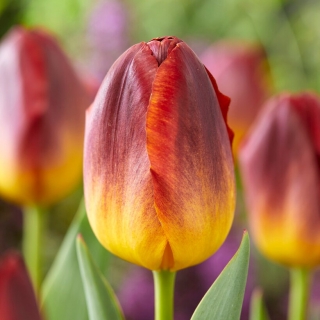 Tulipe - Amberglow - 5 pcs