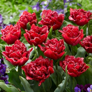Tulip - Cranberry Thistle - GIGA Pack! - 250 pcs