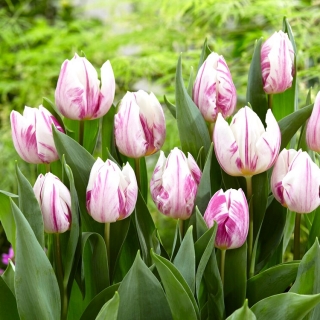 Tulipan "Flaming Prince" - 5 čebulic