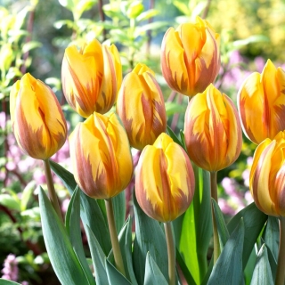 Tulipa - Prinses Margriet - 5 peças