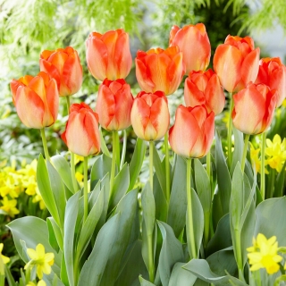 Tulipán - American Dream - 5 květinových cibulek