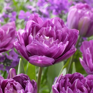 Tulipán - Blue Spectacle - 5 květinových cibulek