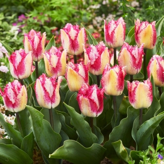 Tulipán - Yasmine - 5 květinových cibulek