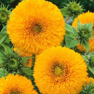 Ornamental Sunflower seeds - Helianthus annuus - 80 zaden