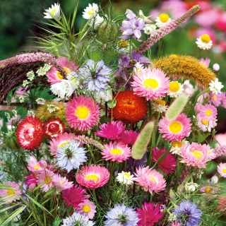 Plants for Dried Bouquets mixed seeds