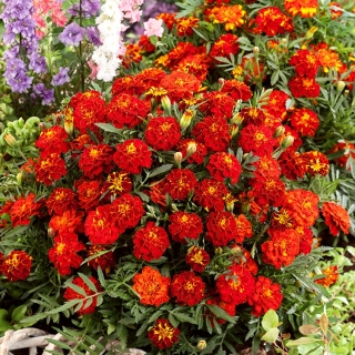 Klein Afrikaantje 'Red Cherry' (Tagetes patula)