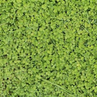 Weissklee Samen Trifolium Repens - 250.000 Samen Mehrjährig Winterhart