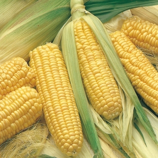 „Golden Dwarf“ saldieji kukurūzai - 500 gramų; cukraus kukurūzai, kukurūzai - 