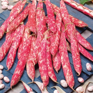 Fazole trpasličí "Borlotto rosso" - barevné lusky a semena, pro sušená semena - 