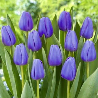 チューリップブルー - チューリップブルー -  5球根 - Tulipa Blue
