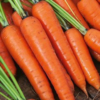 Морква "Каротела" - ранній сорт - 4250 насінин - Daucus carota ssp. sativus  - насіння
