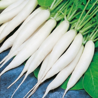 Radise 'Rampouch' - hvid, langstrakt - frø (Raphanus sativus)