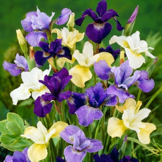 Sibirische Schwertlilie, Iris sibirica - Mix