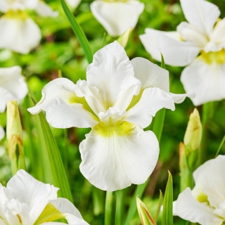 Iris sibirica „Ester C.D.M.”