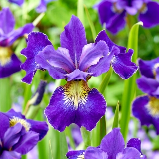 Sibirische Schwertlilie, Iris sibirica 'Golden Edge'