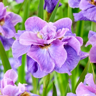 Giaggiolo siberiano (Iris sibirica) „Having Fun” - Confezione gigante - 50 unità