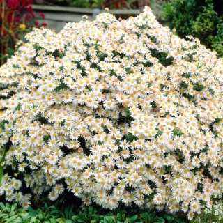 Aster 'Apollo' - Large Pack! - 10 pcs.