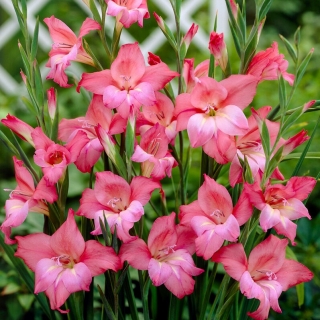 Gladiolus 'Charming Beauty' - Giga Pack! - 250 pcs.