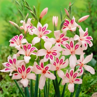 Miekkalilja - Gladiolus 'Impressive' - 5 kpl