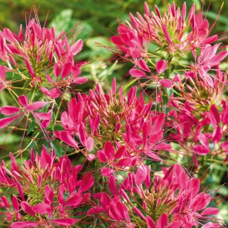 Paradisblomster 'Cherry Queen' - frön (Cleome spinosa)