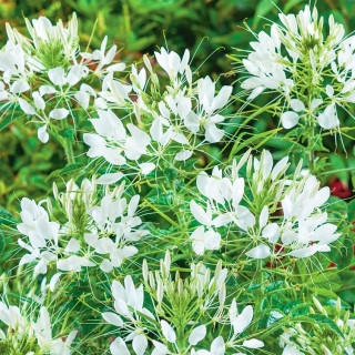 Kleome 'White Queen' - semienka (Cleome spinosa)