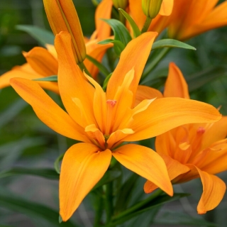 Lily 'Scoubidou' - Double Flowered