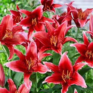 Lily 'Red Flash' - Oriental, Fragrant - Giga Pack! - 50 pcs.