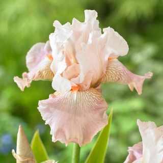 Giaggiolo, Iris germanica „Frappe” - Confezione grande - 10 unità