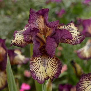 Giaggiolo, Iris germanica „Gnu Rayz” - Confezione gigante - 50 unità