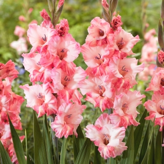 Gladiolus - Gladiolus 'Cherry Candy' - stor pakke - 50 stk