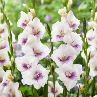 Gladiolus - Gladiolus 'Aviol' - 5 stk