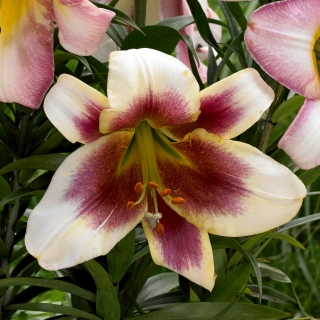 Tree Lily 'Passion Moon'
