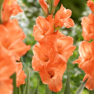 Miekkalilja - Gladiolus 'Eclair' - 5 kpl