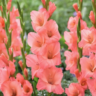 Miekkalilja - Gladiolus 'Sugar Babe' - 5 kpl