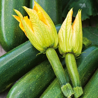 Edible Flowers - Courgette 'Astra Polka'; zucchini