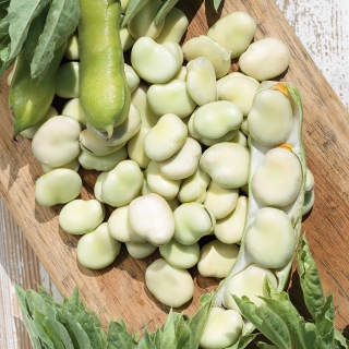 蚕豆“Bolero” - 早期品种产生超大种子 - Vicia faba L. - 種子